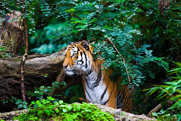 tiger photo -(Nov 2021)